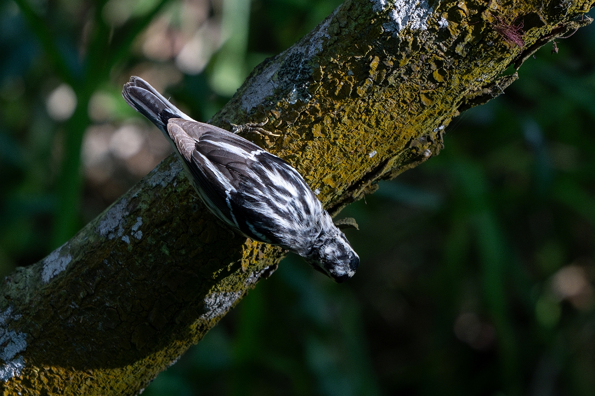 DPPhotography - Texas - Black and white warbler - B.jpg - Black and white warbler - South Padre Island, Texas