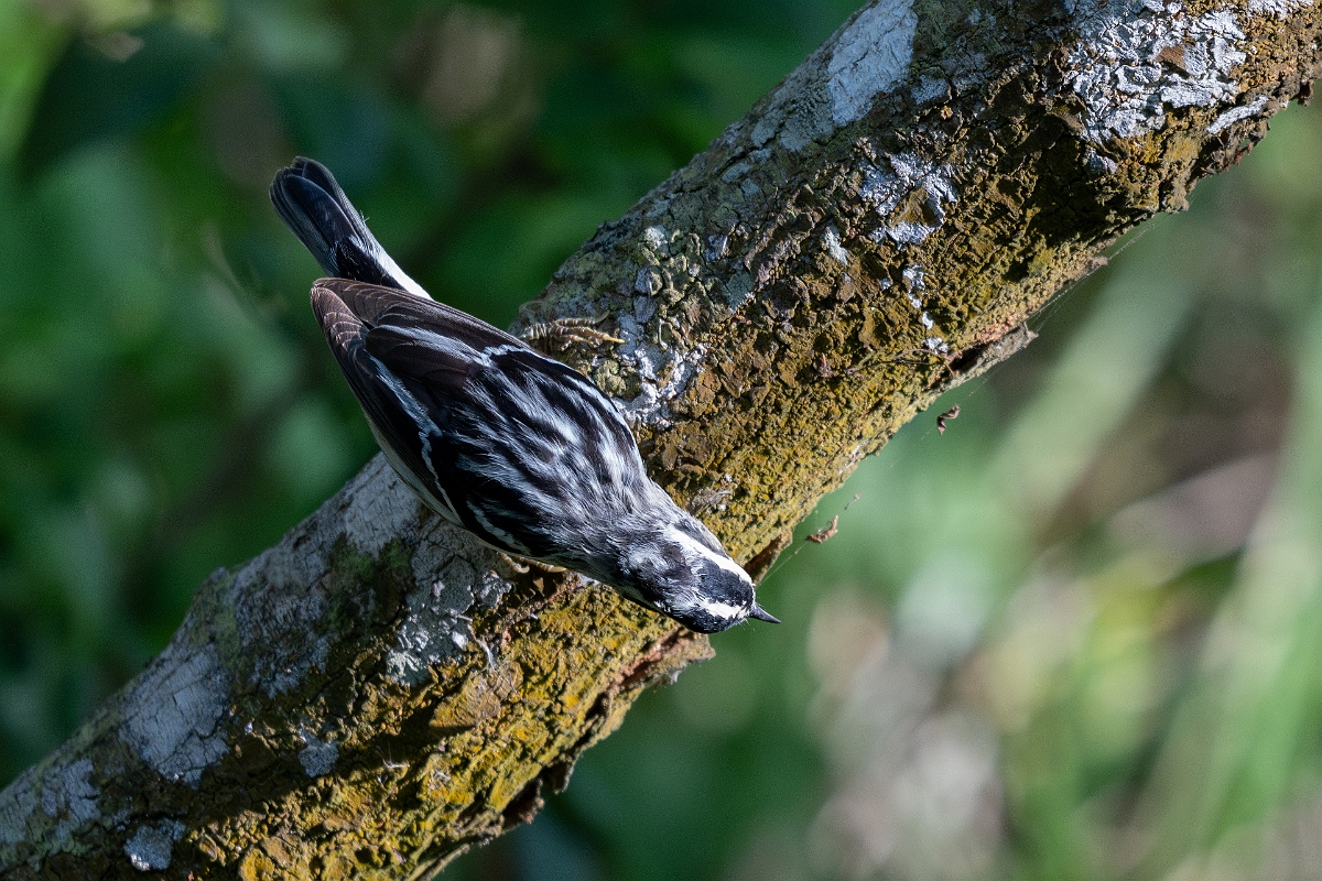 DPPhotography - Texas - Black and white warbler - C.jpg - Black and white warbler - South Padre Island, Texas