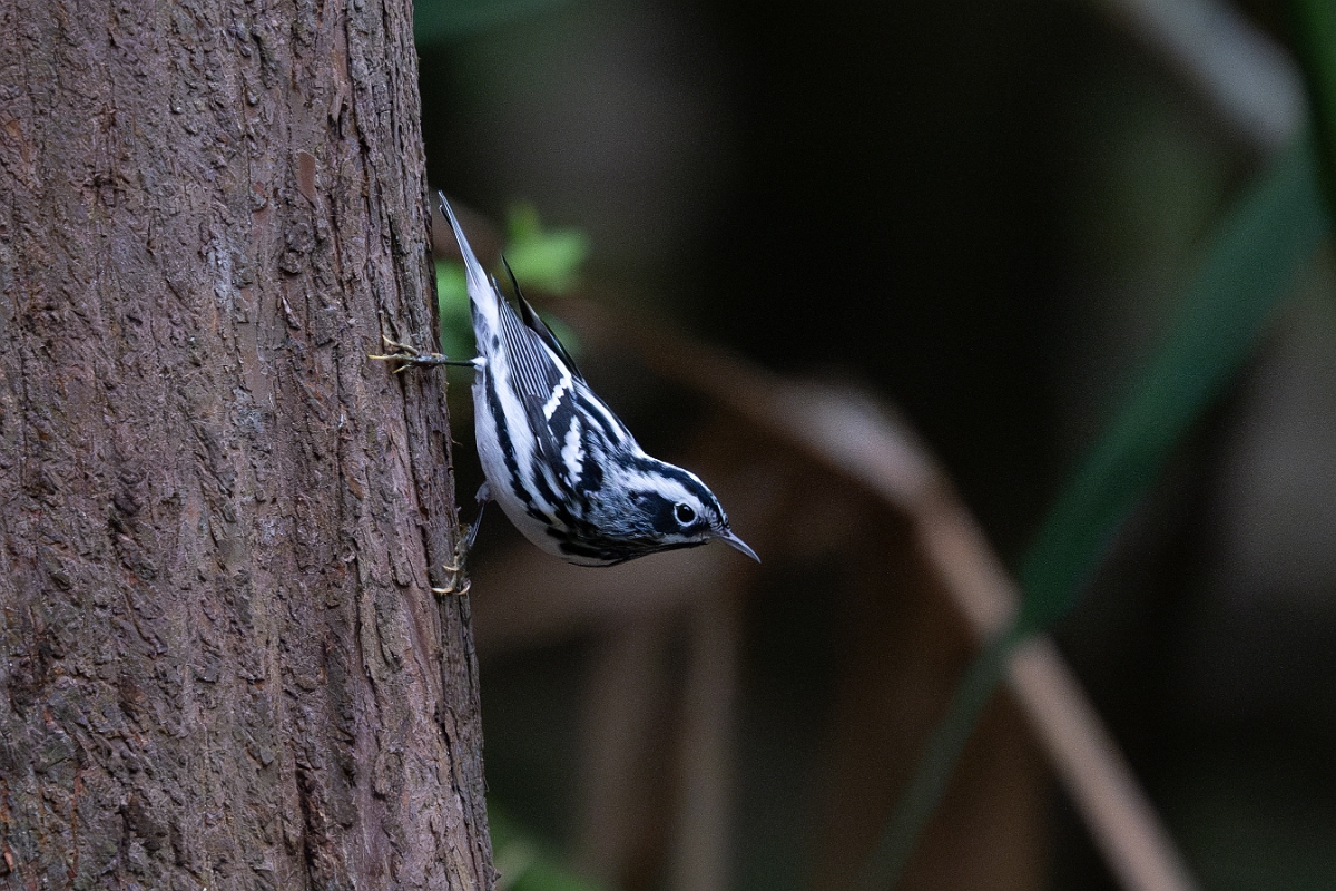 DPPhotography - Texas - Black and white warbler - E.jpg - Black and white warbler - Smith Oaks, High Island, Texas