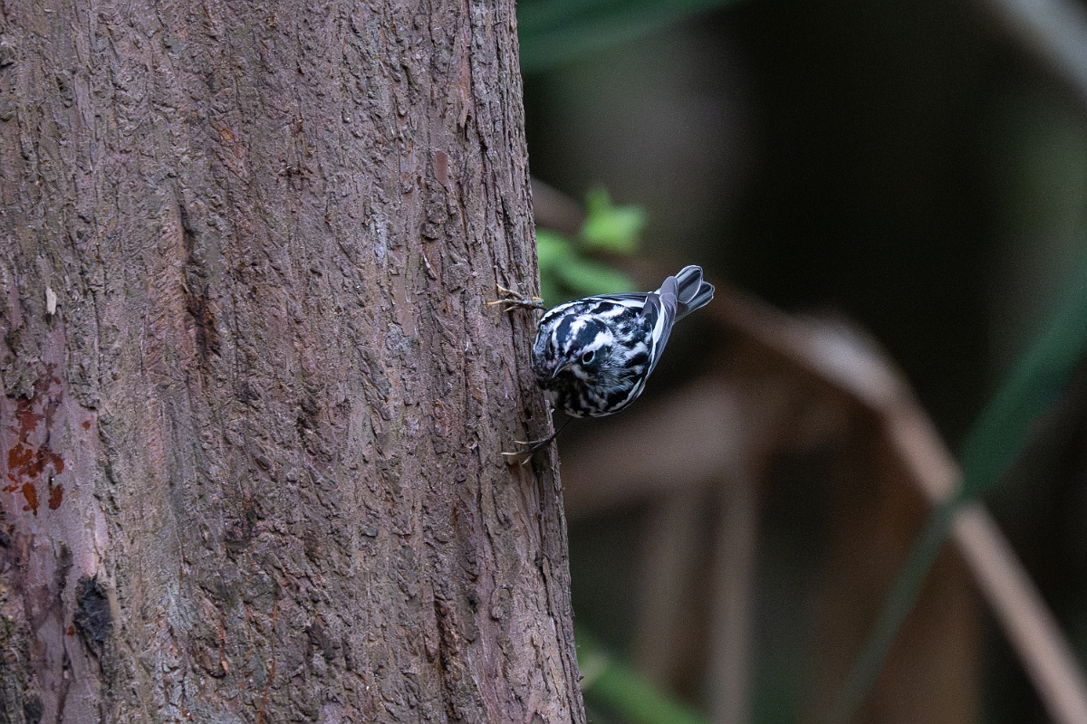 DPPhotography - Texas - Black and white warbler - F.jpg - Black and white warbler - Smith Oaks, High Island, Texas