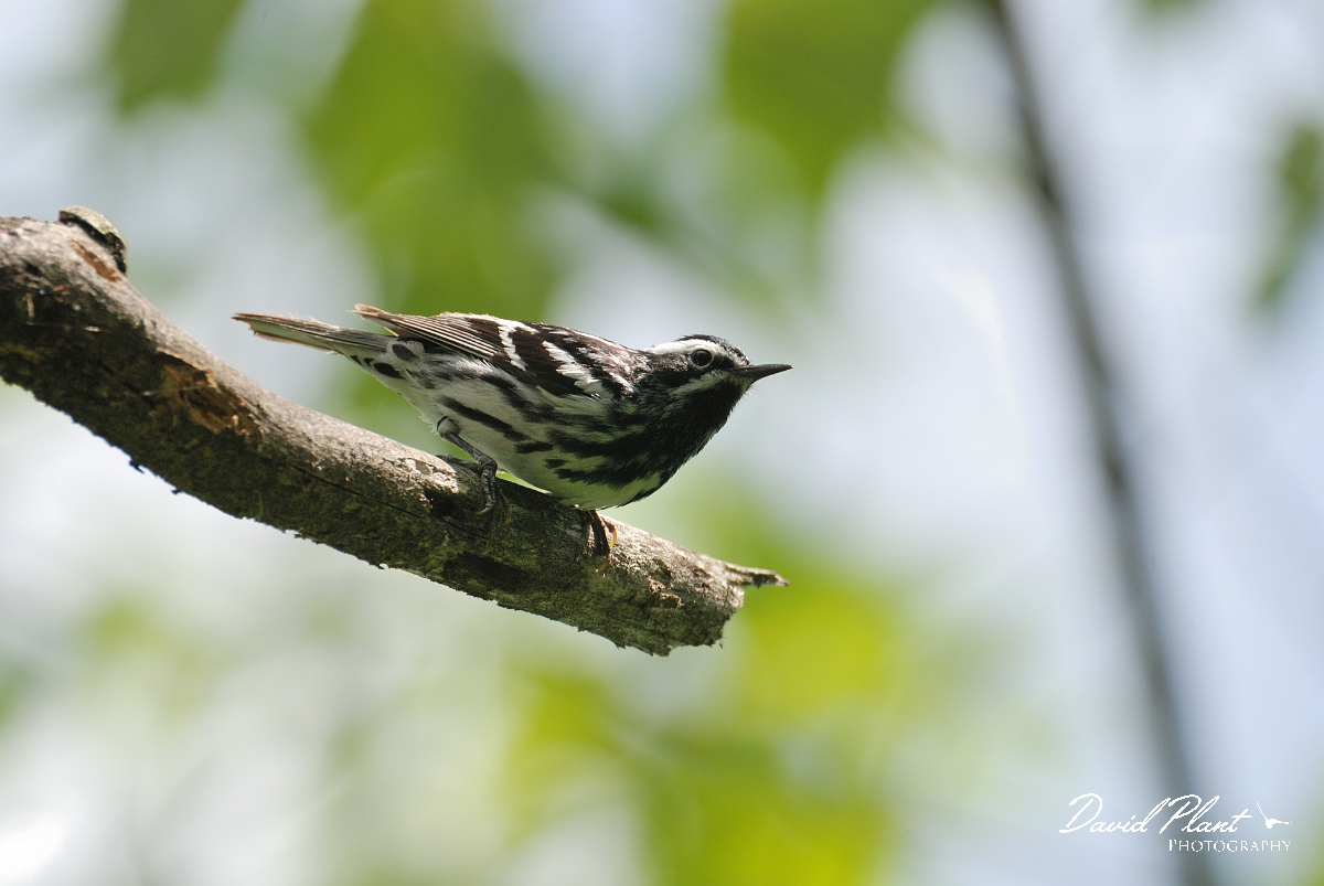 David Plant Photography - Wildlife Photographer - Black and white warbler - A.jpg - Black and white warbler - Brownfield bog, ME