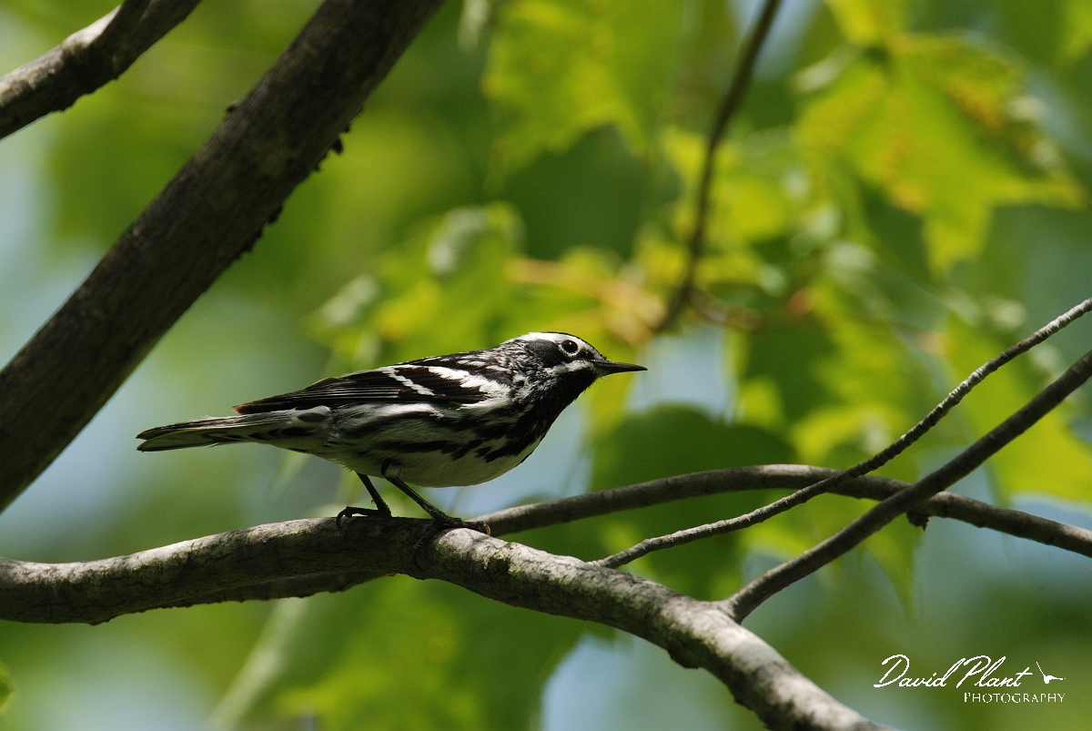 David Plant Photography - Wildlife Photographer - Black and white warbler - B.jpg - Black and white warbler - Brownfield bog, ME