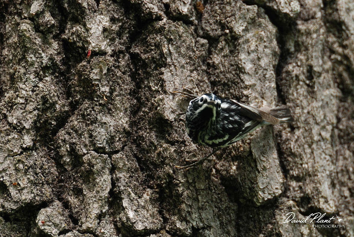David Plant Photography - Wildlife Photographer - Black and white warbler - C.jpg - Black and white warbler on trunk - Brownfield bog, ME