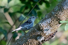 DPPhotography - Texas - Black and white warbler - D