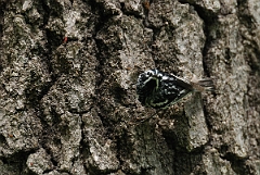 David Plant Photography - Wildlife Photographer - Black and white warbler - C