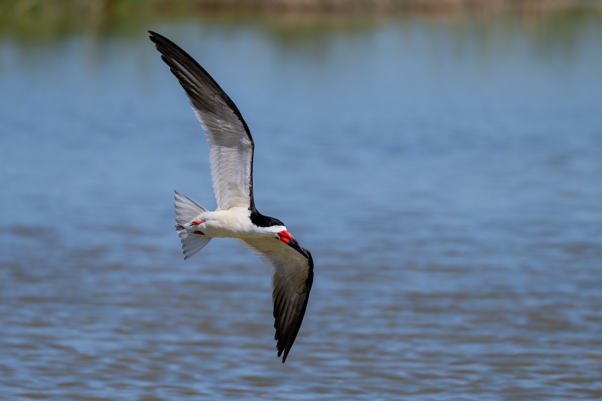 DPPhotography - Texas - Black skimmer - A.jpg - Black skimmer - South Padre, Texas