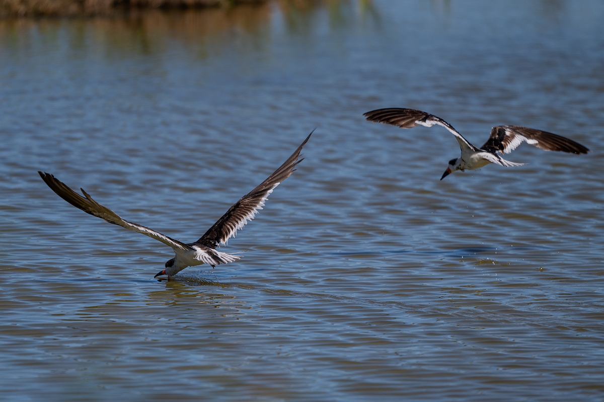 DPPhotography - Texas - Black skimmer - B.jpg - Black skimmer - South Padre, Texas