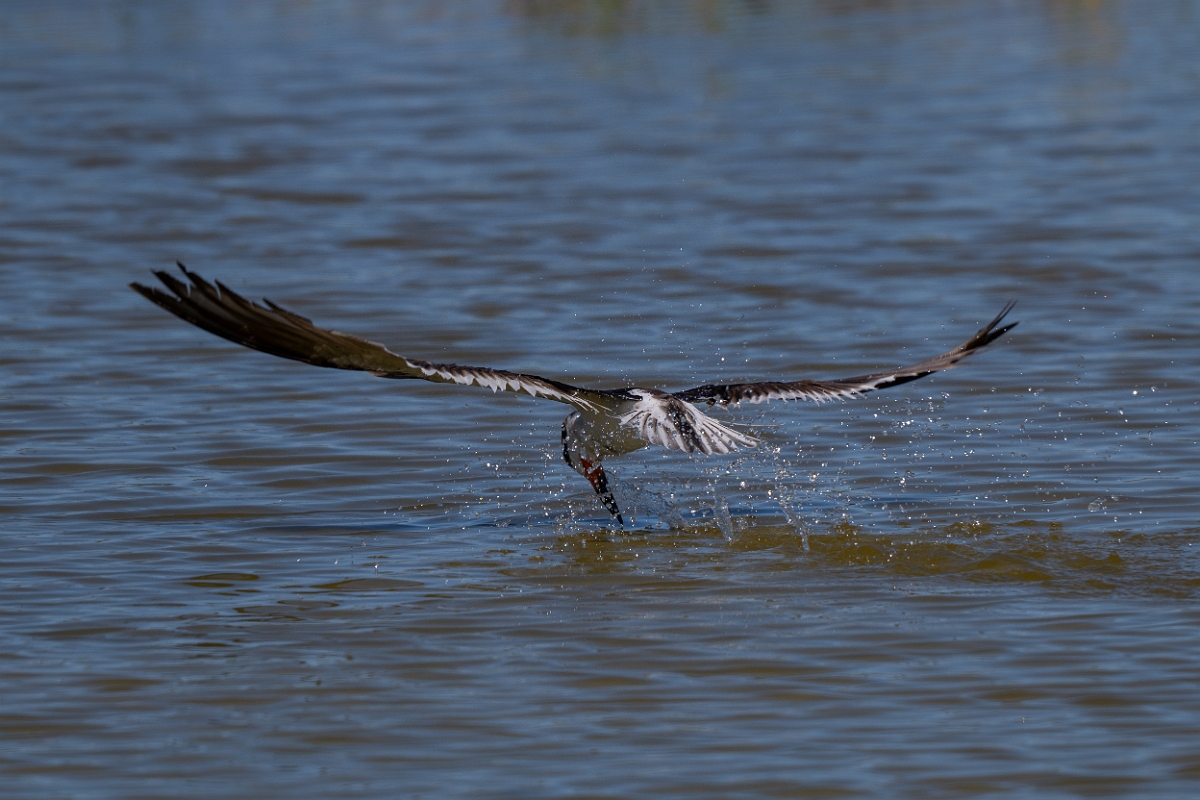 DPPhotography - Texas - Black skimmer - C.jpg - Black skimmer - South Padre, Texas