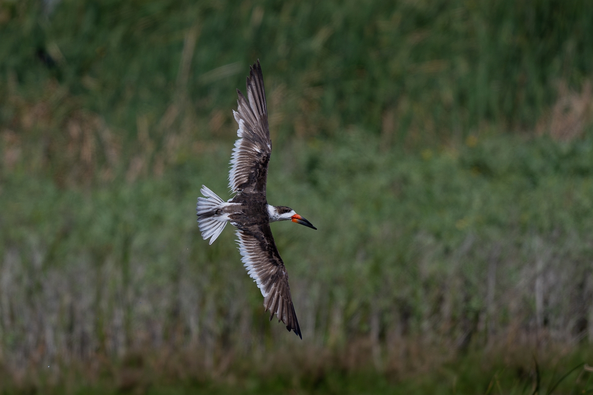 DPPhotography - Texas - Black skimmer - D.jpg - Black skimmer - South Padre, Texas