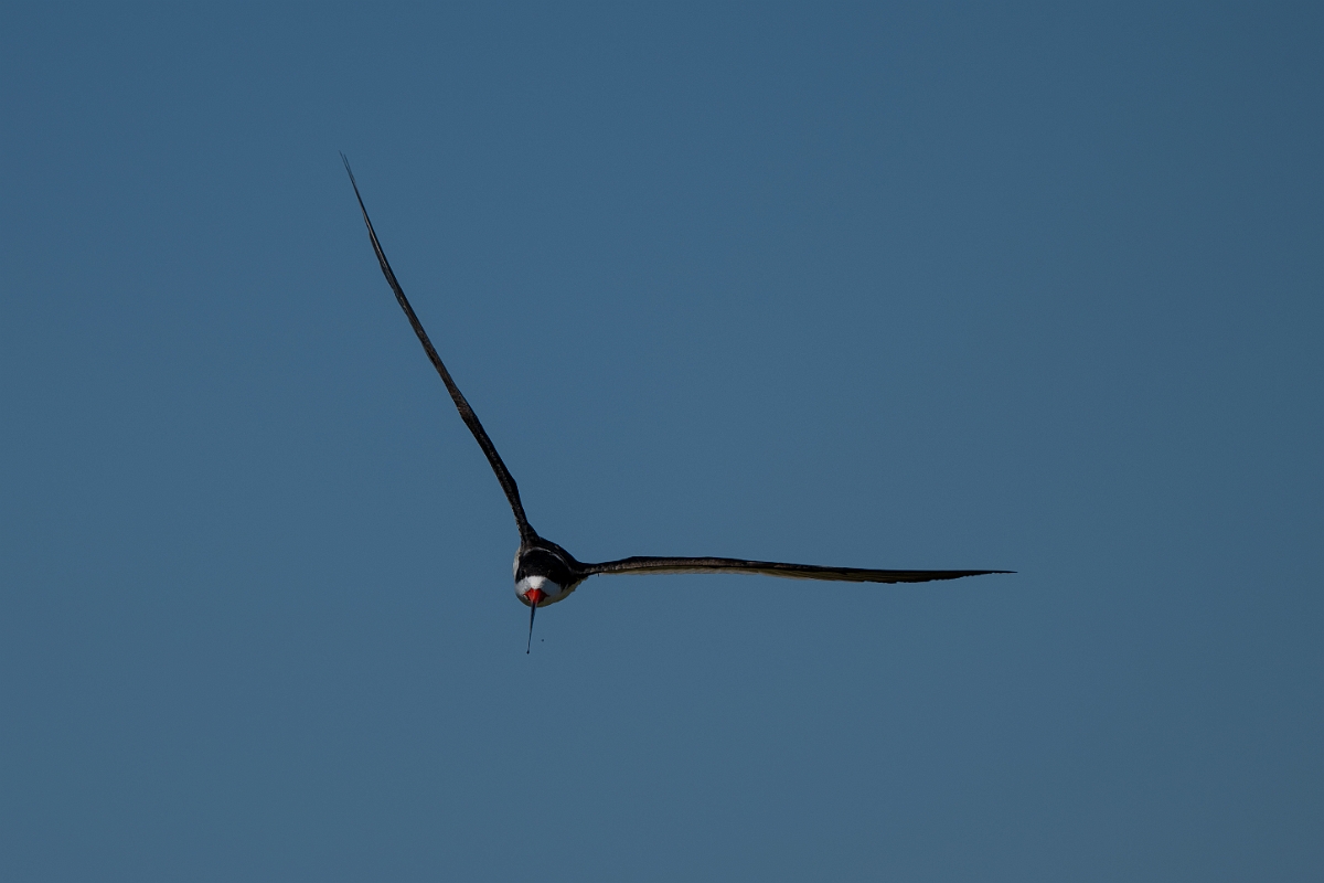 DPPhotography - Texas - Black skimmer - E.jpg - Black skimmer - South Padre, Texas
