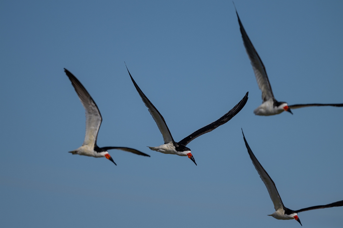 DPPhotography - Texas - Black skimmer - G.jpg - Black skimmer - South Padre, Texas