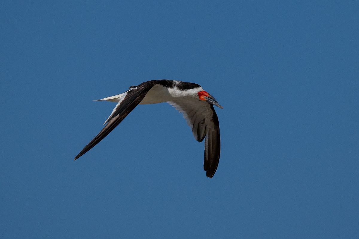 DPPhotography - Texas - Black skimmer - H.jpg - Black skimmer - Rollover Pass, Bolivar Peninsula, Texas