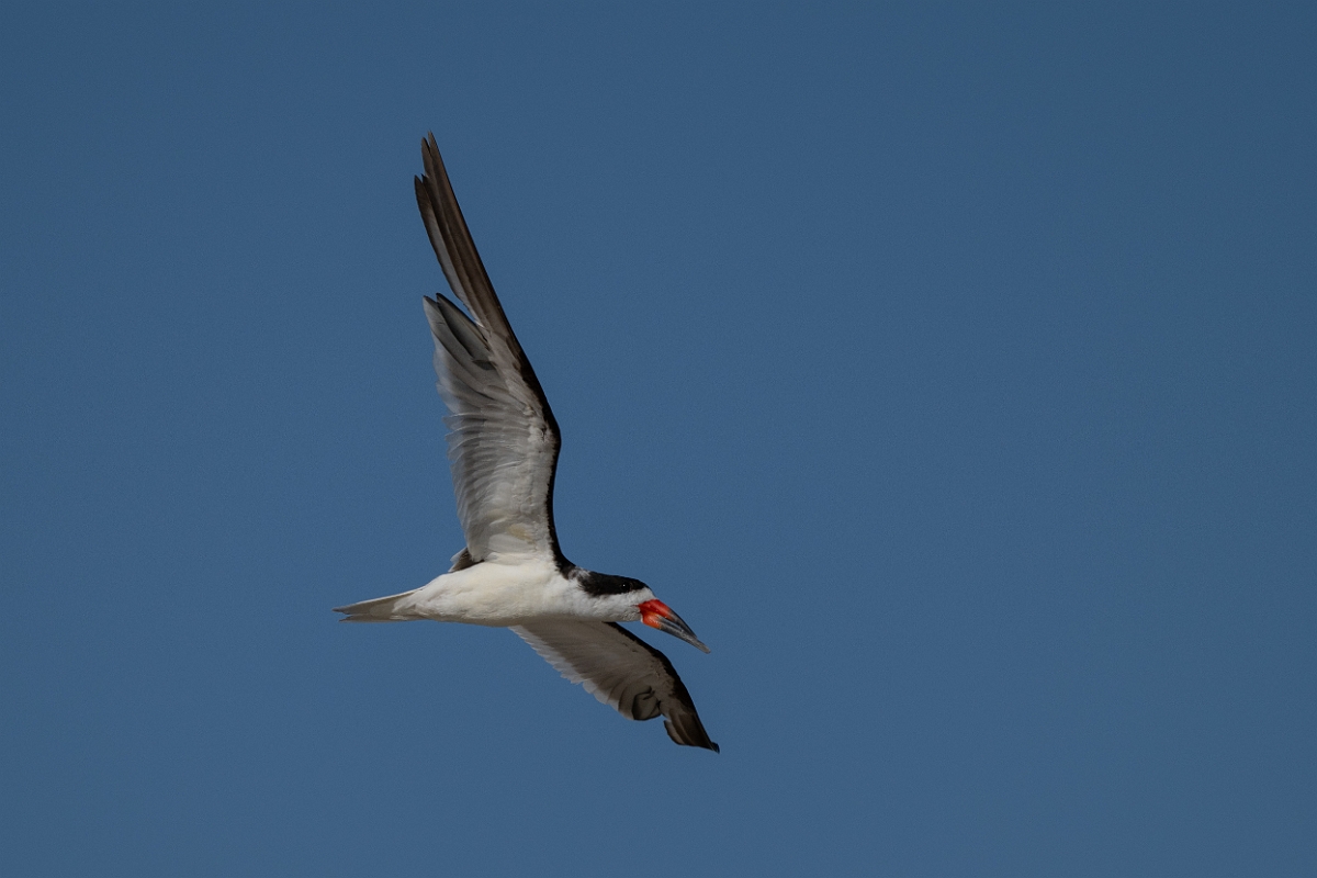 DPPhotography - Texas - Black skimmer - I.jpg - Black skimmer - Rollover Pass, Bolivar Peninsula, Texas