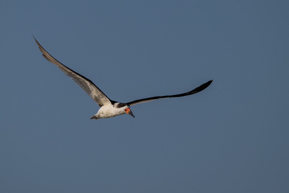 DPPhotography - Texas - Black skimmer - K.jpg - Black skimmer - Rollover Pass, Bolivar Peninsula, Texas
