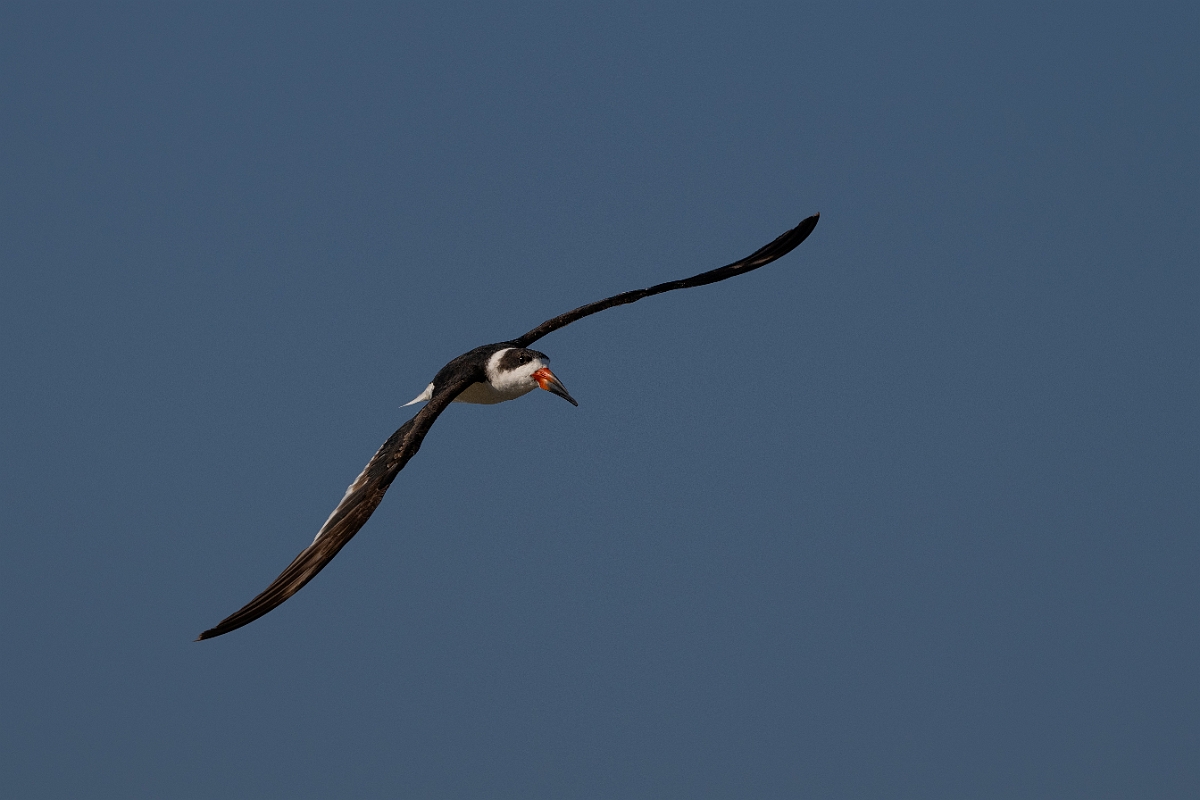 DPPhotography - Texas - Black skimmer - L.jpg - Black skimmer - Rollover Pass, Bolivar Peninsula, Texas
