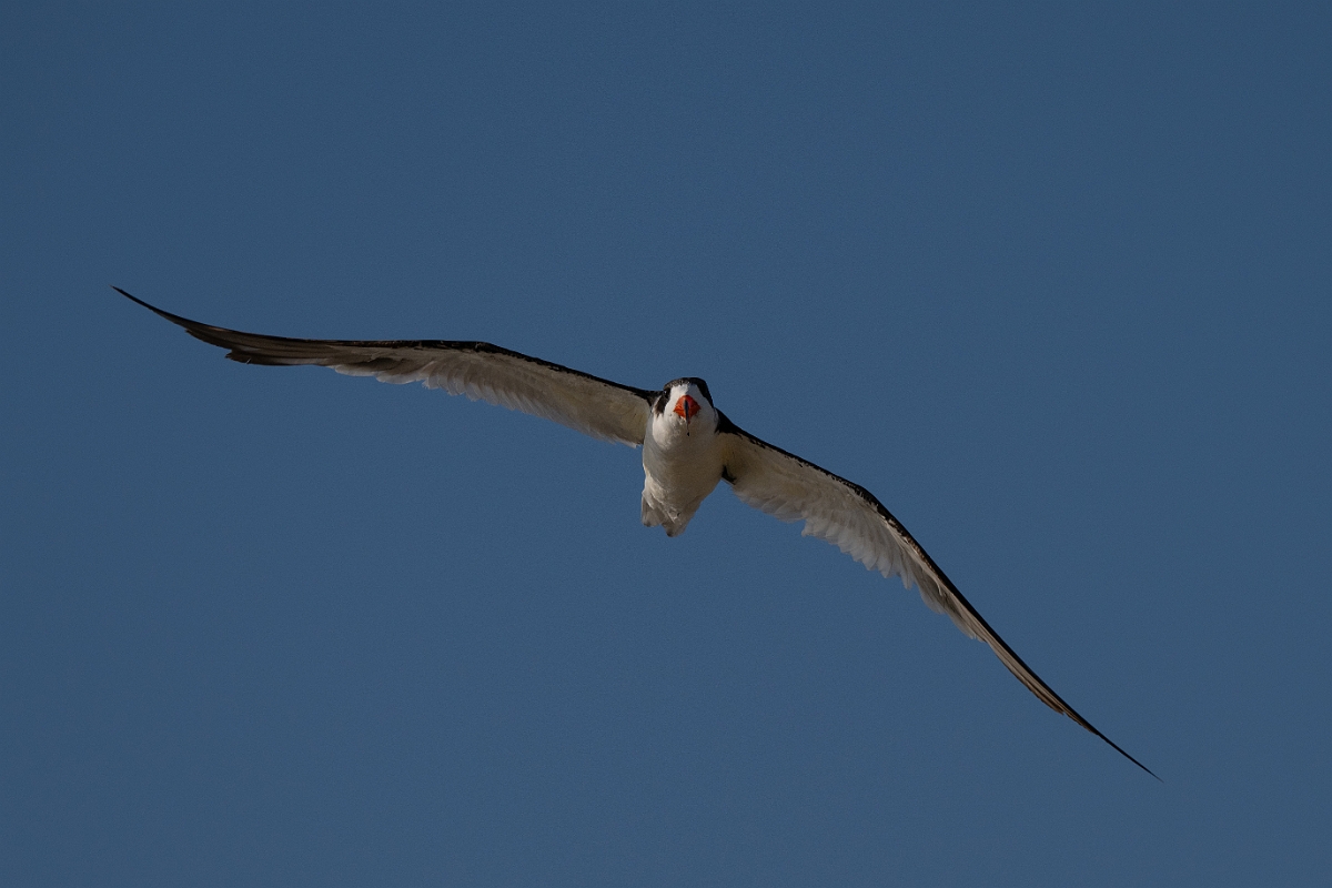 DPPhotography - Texas - Black skimmer - M.jpg - Black skimmer - Rollover Pass, Bolivar Peninsula, Texas