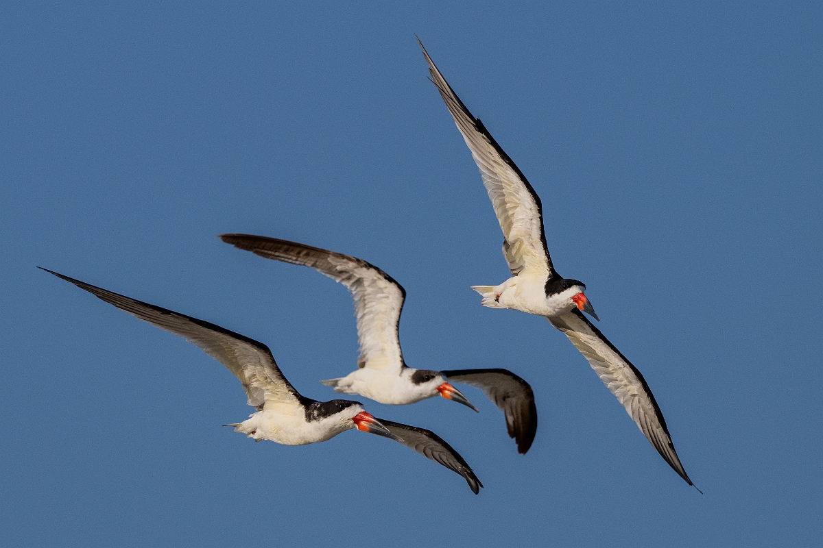 DPPhotography - Texas - Black skimmer - N.jpg - Black skimmer - Rollover Pass, Bolivar Peninsula, Texas