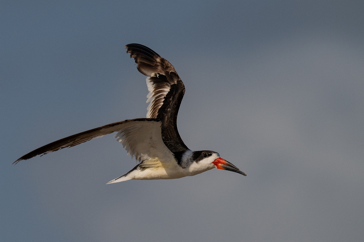 DPPhotography - Texas - Black skimmer - O.jpg - Black skimmer - Rollover Pass, Bolivar Peninsula, Texas
