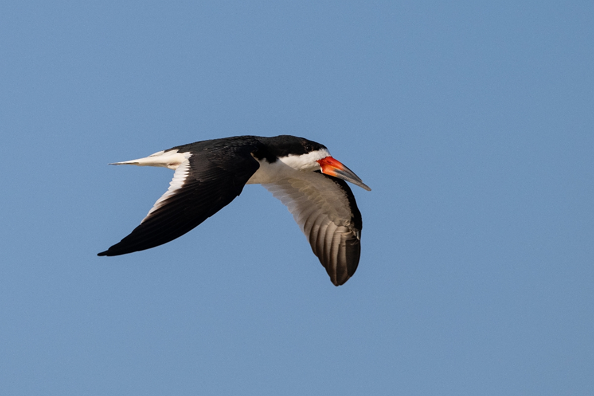 DPPhotography - Texas - Black skimmer - P.jpg - Black skimmer - Rollover Pass, Bolivar Peninsula, Texas