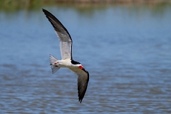DPPhotography - Texas - Black skimmer - A