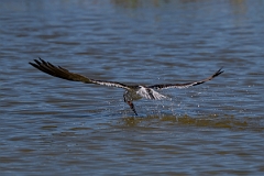 DPPhotography - Texas - Black skimmer - C