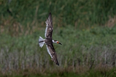 DPPhotography - Texas - Black skimmer - D