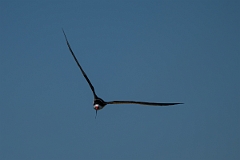 DPPhotography - Texas - Black skimmer - E