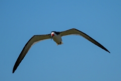DPPhotography - Texas - Black skimmer - F