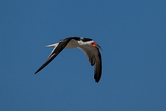 DPPhotography - Texas - Black skimmer - H