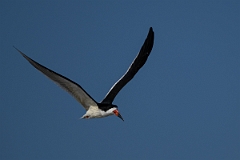 DPPhotography - Texas - Black skimmer - J
