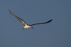 DPPhotography - Texas - Black skimmer - K
