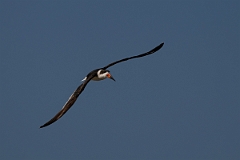 DPPhotography - Texas - Black skimmer - L
