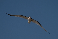 DPPhotography - Texas - Black skimmer - M