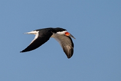DPPhotography - Texas - Black skimmer - P