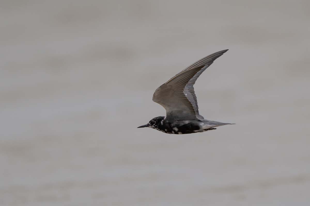 DPPhotography - Texas - Black tern - A.jpg - Black tern - Bolivar Flats, Bolivar Peninsula, Texas