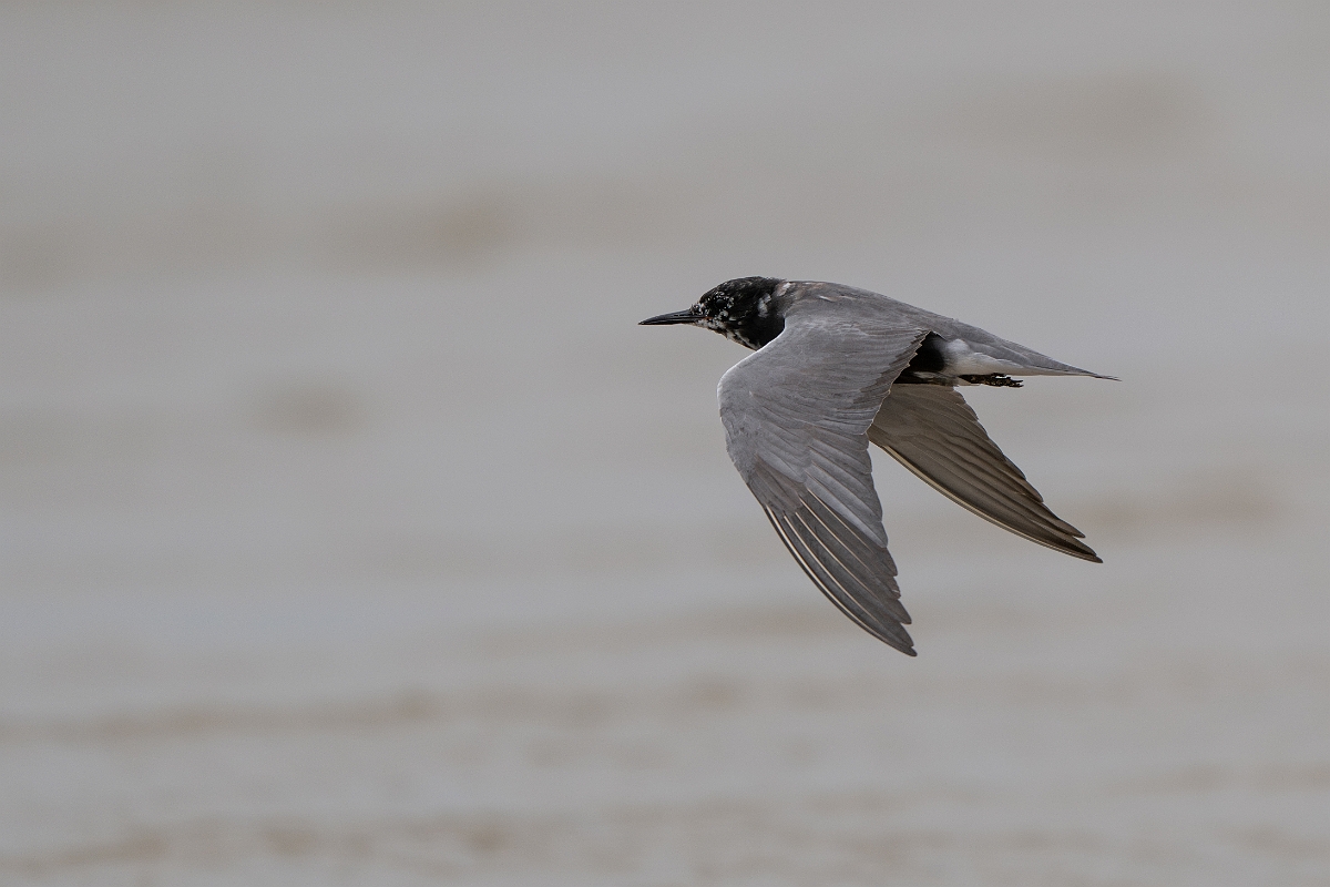 DPPhotography - Texas - Black tern - B.jpg - Black tern - Bolivar Flats, Bolivar Peninsula, Texas