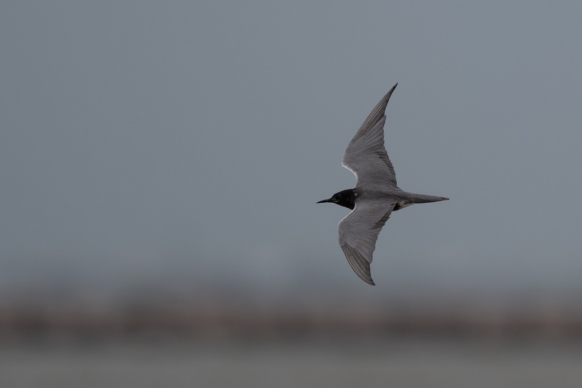 DPPhotography - Texas - Black tern - D.jpg - Black tern - Bolivar Flats, Bolivar Peninsula, Texas