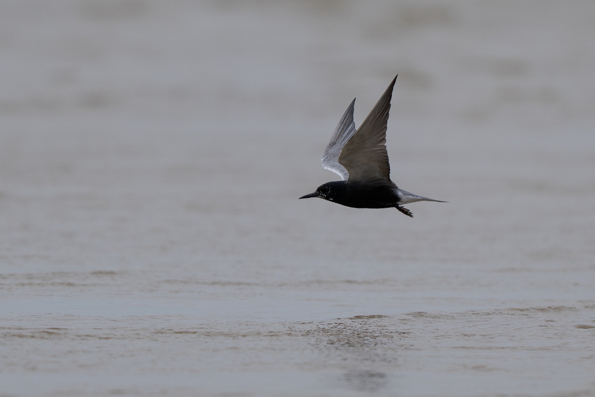 DPPhotography - Texas - Black tern - F.jpg - Black tern - Bolivar Flats, Bolivar Peninsula, Texas