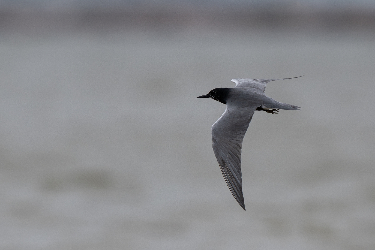 DPPhotography - Texas - Black tern - G.jpg - Black tern - Bolivar Flats, Bolivar Peninsula, Texas