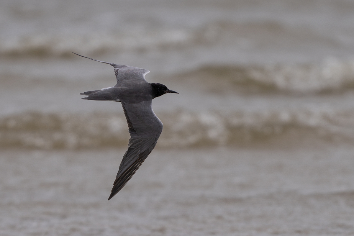 DPPhotography - Texas - Black tern - H.jpg - Black tern - Bolivar Flats, Bolivar Peninsula, Texas