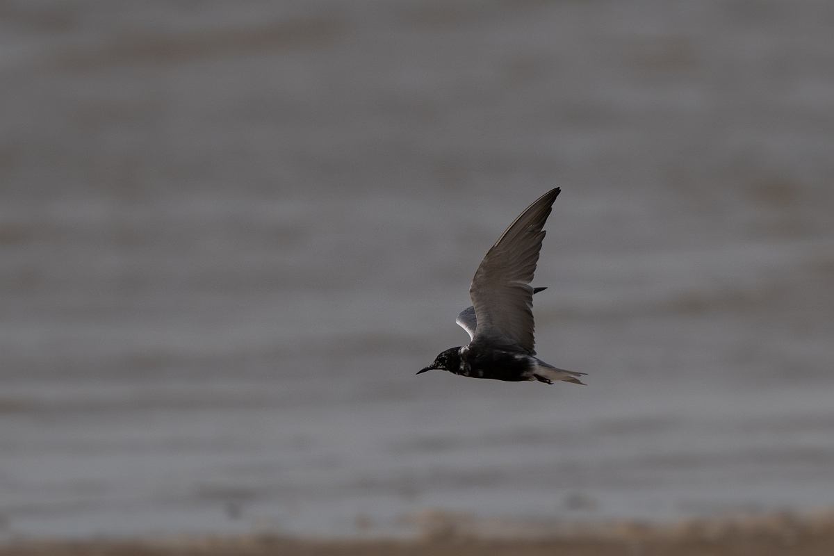 DPPhotography - Texas - Black tern - I.jpg - Black tern - Bolivar Flats, Bolivar Peninsula, Texas