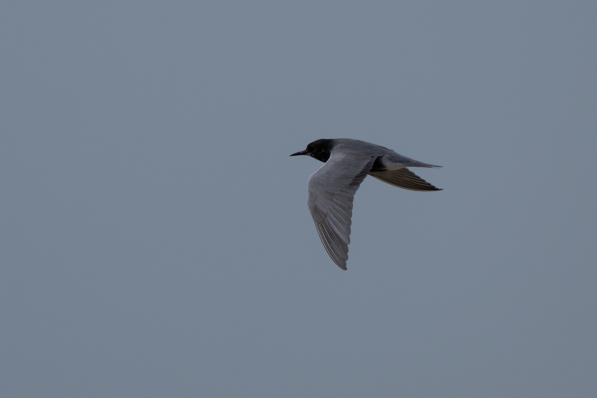 DPPhotography - Texas - Black tern - J.jpg - Black tern - Bolivar Flats, Bolivar Peninsula, Texas
