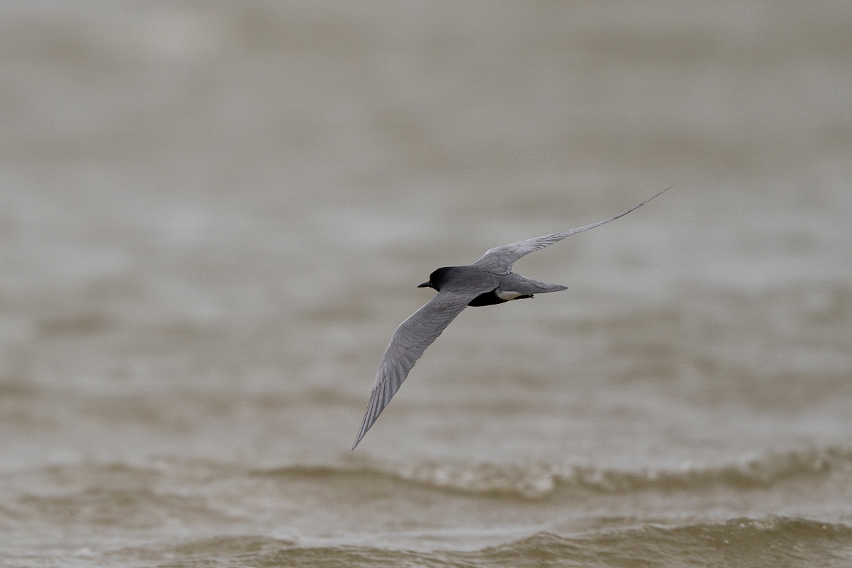 DPPhotography - Texas - Black tern - L.jpg - Black tern - Bolivar Flats, Bolivar Peninsula, Texas