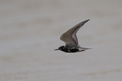 DPPhotography - Texas - Black tern - A