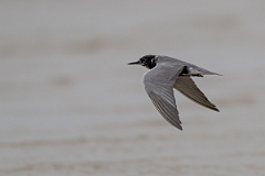 DPPhotography - Texas - Black tern - B