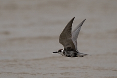 DPPhotography - Texas - Black tern - C