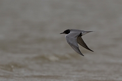 DPPhotography - Texas - Black tern - E