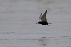 DPPhotography - Texas - Black tern - F