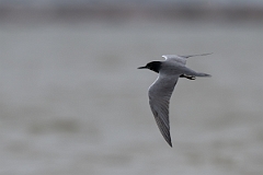 DPPhotography - Texas - Black tern - G