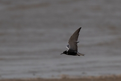 DPPhotography - Texas - Black tern - I